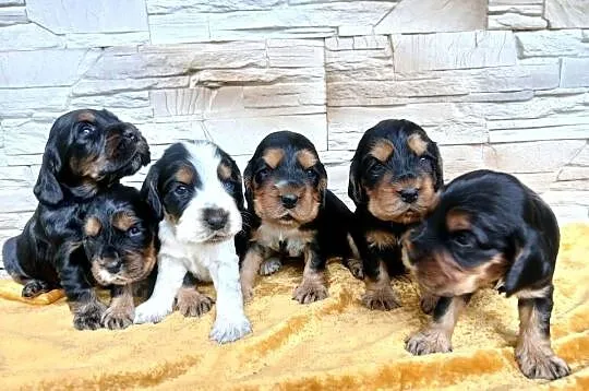 Śliczne Szczenięta Cocker Spaniel Angielski