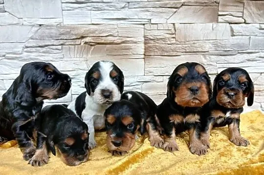 Śliczne Szczenięta Cocker Spaniel Angielski, Łódzkie, Sieradz