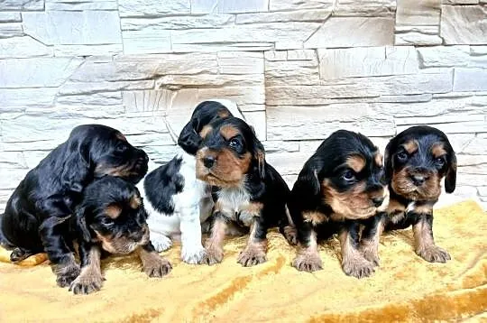 Śliczne Szczenięta Cocker Spaniel Angielski, Łódzkie, Sieradz