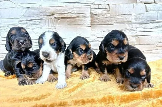 Śliczne Szczenięta Cocker Spaniel Angielski, Łódzkie, Sieradz