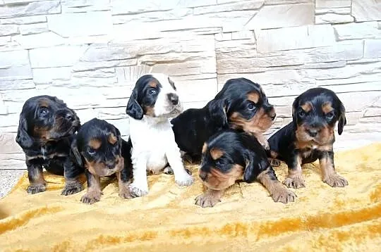 Śliczne Szczenięta Cocker Spaniel Angielski, Łódzkie, Sieradz