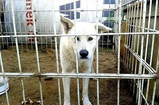 GANDALF dotrzeż, adoptuj, pokochaj