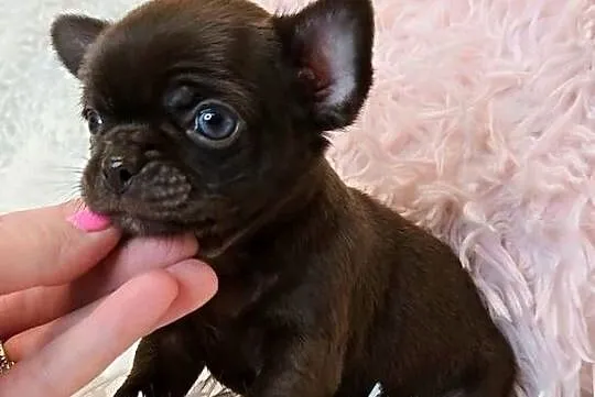 Malutki Piesek Chihuahua