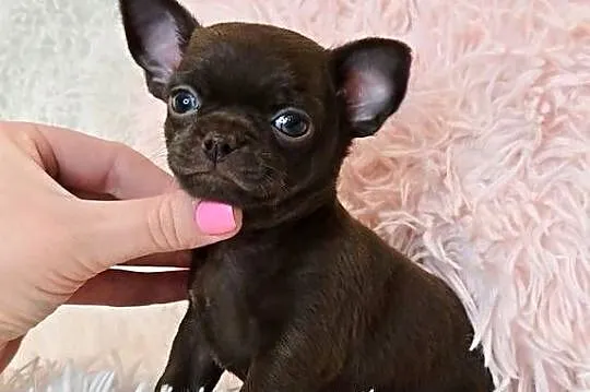 Malutki Piesek Chihuahua, Wielkopolskie, Poznań