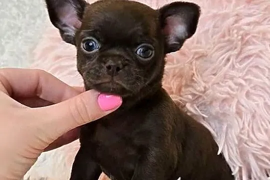 Malutki Piesek Chihuahua, Wielkopolskie, Poznań