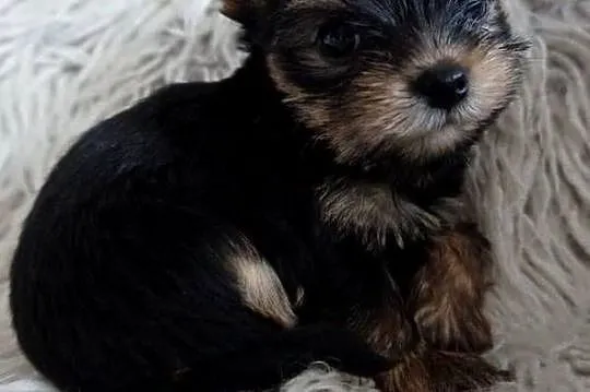 Piesek Yorkshire Terrier, Małopolskie, Skomielna Biała