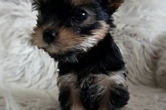 Piesek Yorkshire Terrier, Małopolskie, Skomielna Biała