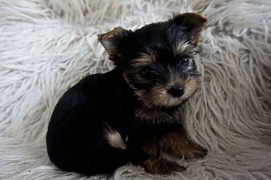 Piesek Yorkshire Terrier, Małopolskie, Skomielna Biała