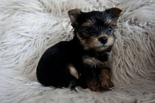 Piesek Yorkshire Terrier, Małopolskie, Skomielna Biała