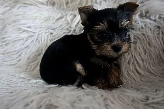 Piesek Yorkshire Terrier, Małopolskie, Skomielna Biała