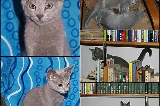 Rasowe kocięta rosyjskie niebieskie