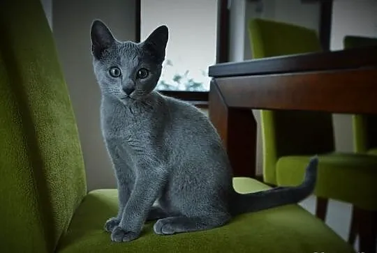 Rasowe kocięta rosyjskie niebieskie