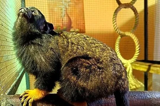 Tamarynka złotoręka