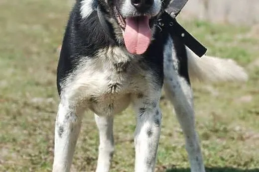HEKTOR do adopcji,  czeka w schronisku,  łódzkie S