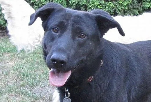 Nelson w typie labradora szuka dobrego domu, pomo