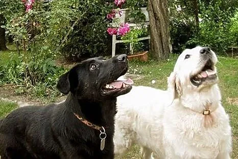 Nelson w typie labradora szuka dobrego domu,  pomo
