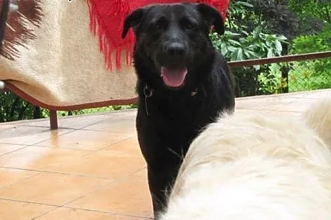 Nelson w typie labradora szuka dobrego domu,  pomo