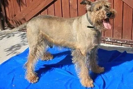 HAROLD - piękny psiak w typie airdale terrier do a