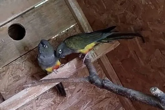 Patagonki, Pomorskie, Pelplin