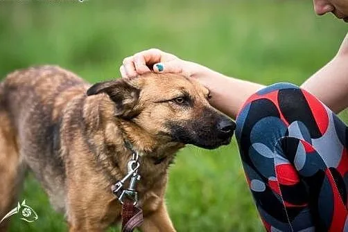 Amber - młoda, łagodna, bystra, bursztynowa ,  maz