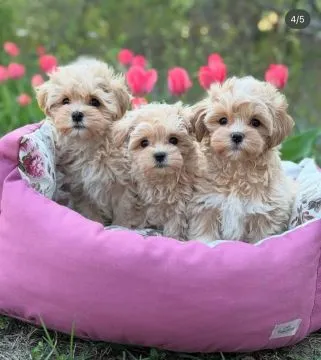 ???? Urocze szczenięta rasy Toy Maltipoo dostępne na sprzedaż????, Pomorskie, Rumia
