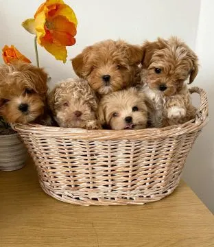 ???? Urocze szczenięta rasy Toy Maltipoo dostępne na sprzedaż????