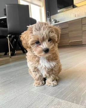 ???? Urocze szczenięta rasy Toy Maltipoo dostępne na sprzedaż????, Pomorskie, Rumia