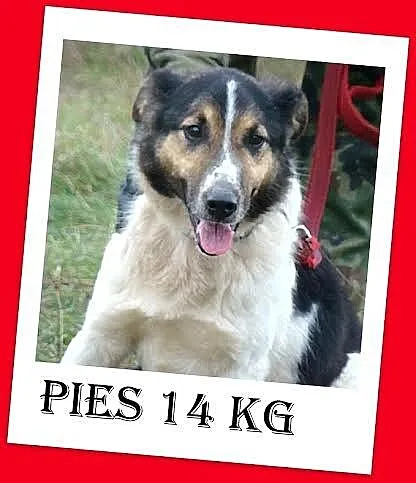 Średni 14kg pies ŁOKI, kontaktowy,wesoły,przyjacie