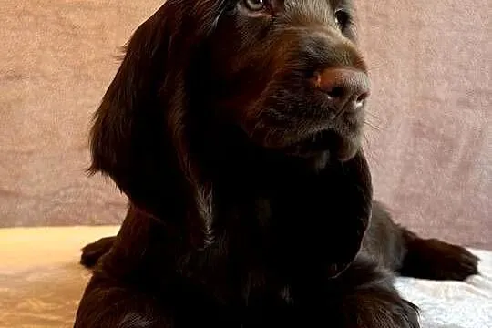 Field spaniel