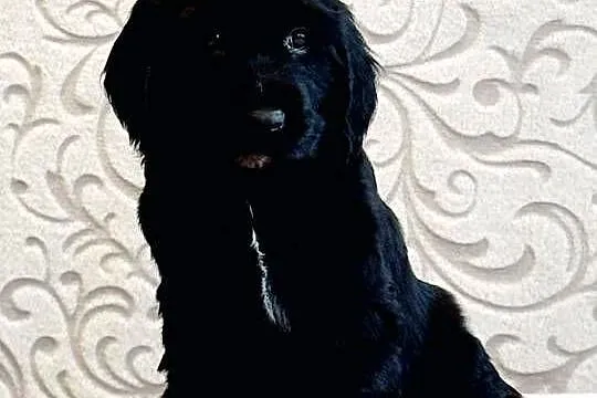 Field spaniel, Małopolskie, Kraków