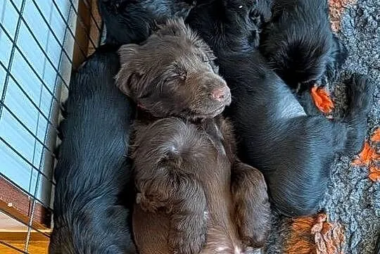 Field spaniel, Małopolskie, Kraków