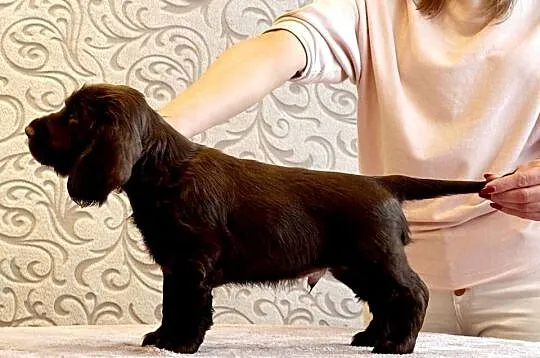 Field spaniel, Małopolskie, Kraków