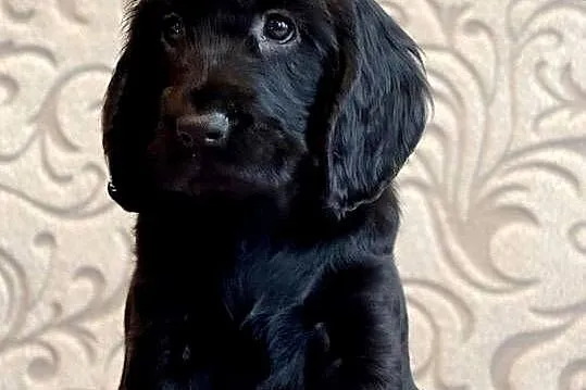 Field spaniel, Małopolskie, Kraków