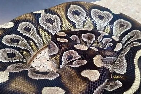 Pyton królewski samica Mojave, Śląskie, Bytom