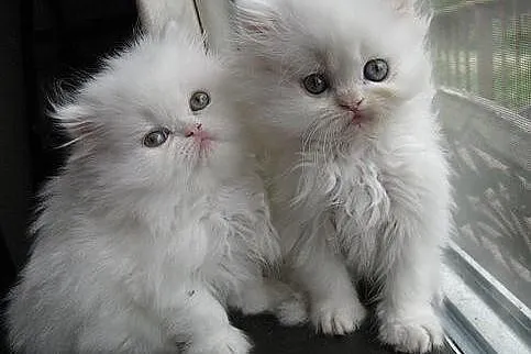 Piękne kocięta perskie