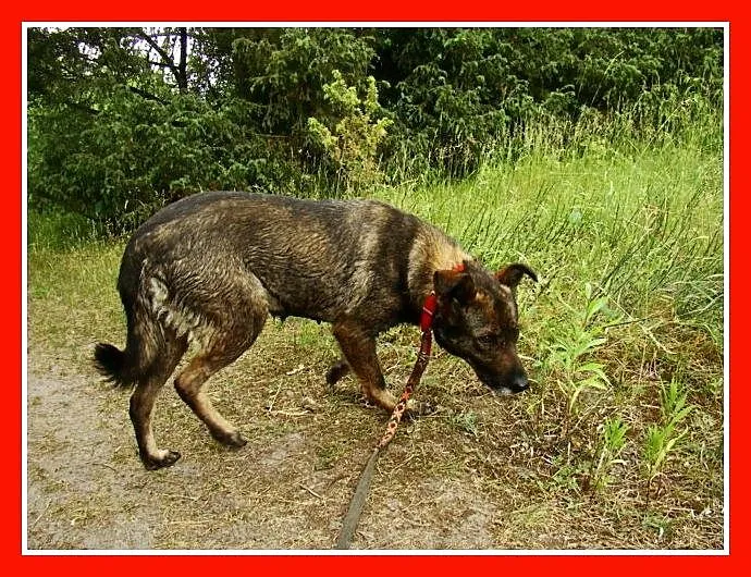 Średnia, grzeczna, spokojna,kontaktowa suczka GORA