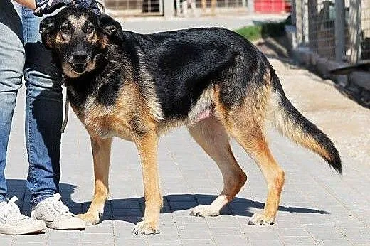 MONA - nie rzuci na kolana urodą, ale wyrazem pysk