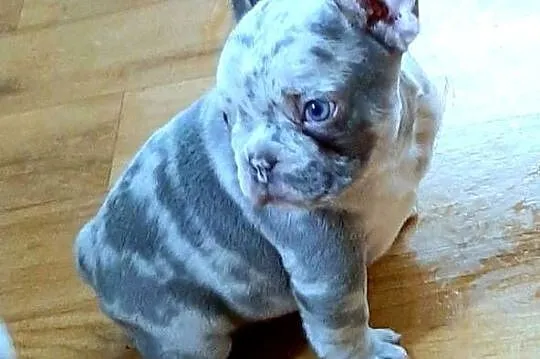 Buldogi francuskie szczenieta, Łódzkie, Pabianice