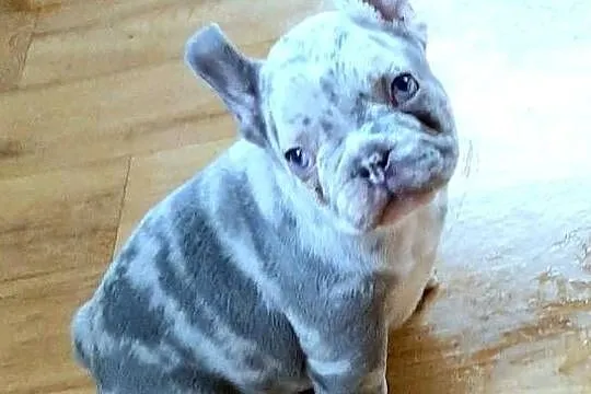 Buldogi francuskie szczenieta, Łódzkie, Pabianice