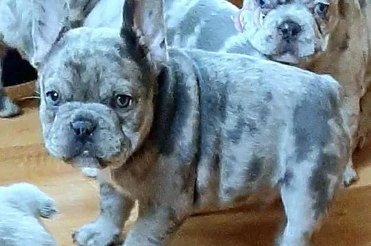 Buldogi francuskie szczenieta, Łódzkie, Pabianice