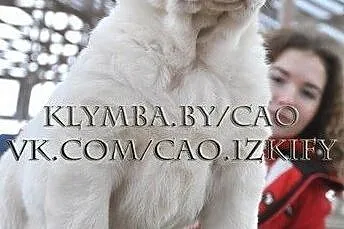 Puppies of the Central Asian Shepherd (Alabai), , Baranovichy