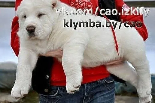 Puppies of the Central Asian Shepherd (Alabai), , Baranovichy