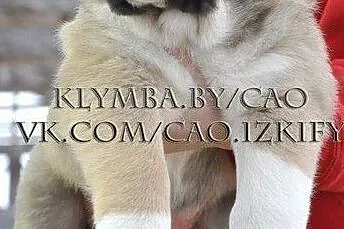 Puppies of the Central Asian Shepherd (Alabai), Baranovichy