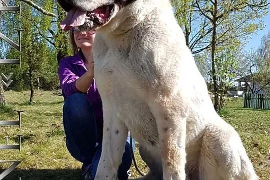 Puppies of the Central Asian Shepherd (Alabai), Baranovichy