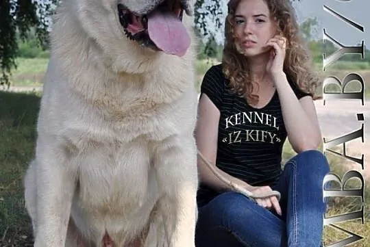 Puppies of the Central Asian Shepherd (Alabai), Baranovichy