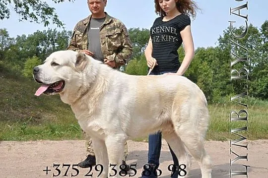 Puppies of the Central Asian Shepherd (Alabai), Baranovichy