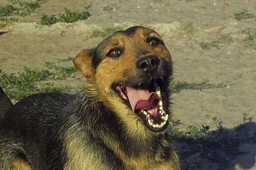 Tymek psiak w typie foxteriera szuka odpowiedzialn