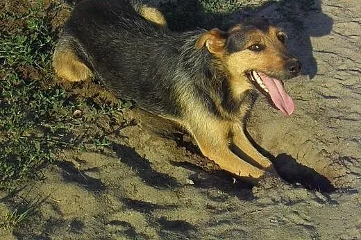 Tymek psiak w typie foxteriera szuka odpowiedzialn