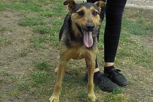 Tymek psiak w typie foxteriera szuka odpowiedzialn