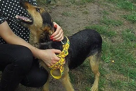 Tymek psiak w typie foxteriera szuka odpowiedzialn